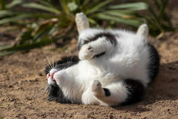 Ασπρόμαυρη Γάτα Παίζει Στο Έδαφος Καλοκαίρι Εγχώρια Γάτα Παίζει Στο — Φωτογραφία Αρχείου