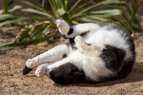 Ασπρόμαυρη Γάτα Παίζει Στο Έδαφος Καλοκαίρι Εγχώρια Γάτα Παίζει Στο — Φωτογραφία Αρχείου
