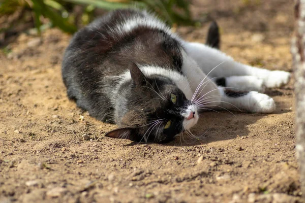 Black White Cat Plays Ground Summer Domestic Cat Plays Street — Photo