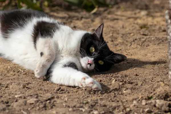 Schwarz Weiße Katze Spielt Sommer Auf Dem Boden Hauskatze Auf lizenzfreie Stockbilder