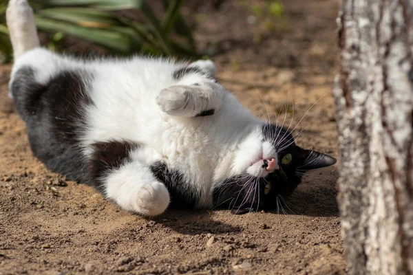 Gato Blanco Negro Juega Suelo Verano Gato Doméstico Juega Calle Imagen de archivo