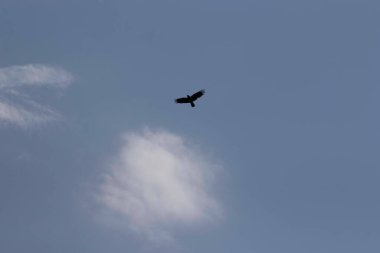 Bulutlu mavi gökyüzünde özgür kuş, gökyüzünde kuş uçuşu