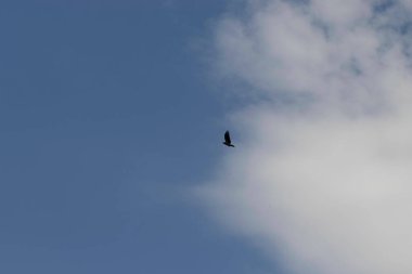 Bulutlu mavi gökyüzünde özgür kuş, gökyüzünde kuş uçuşu