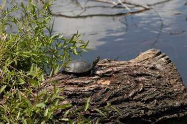 Kaplumbağalar ilk sıcak güneşin altında bir kütüğün üzerinde güneşlenirler.