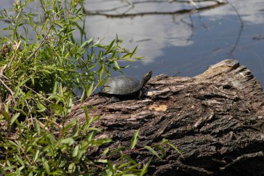 Kaplumbağalar ilk sıcak güneşin altında bir kütüğün üzerinde güneşlenirler.