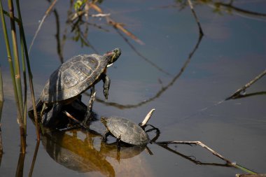Kaplumbağalar ilk sıcak güneşin altında bir kütüğün üzerinde güneşlenirler.