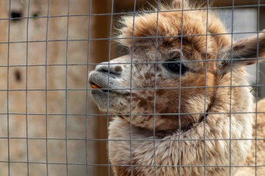 Lama hayvanat bahçesindeki havuçlarla besleniyor, kabarık kırmızı lama