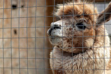 Lama hayvanat bahçesindeki havuçlarla besleniyor, kabarık kırmızı lama