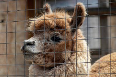 Lama hayvanat bahçesindeki havuçlarla besleniyor, kabarık kırmızı lama