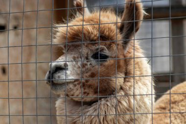 Lama hayvanat bahçesindeki havuçlarla besleniyor, kabarık kırmızı lama