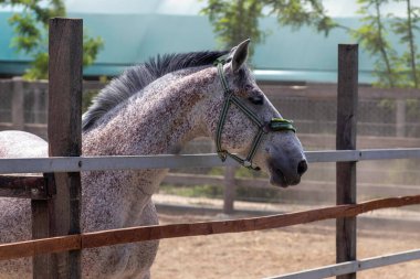 a crude spotted horse rests in a paddock, and watches over visitors