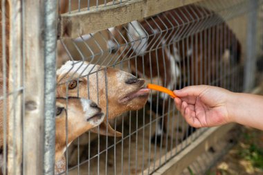 goat red through the net is fed in carrots in the zoo