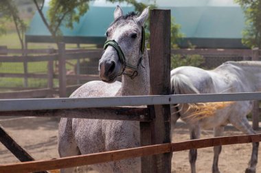 Ham benekli bir at otlakta dinleniyor ve ziyaretçileri izliyor.