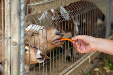 Ağın içinden kırmızı keçi, hayvanat bahçesinde havuçla besleniyor.