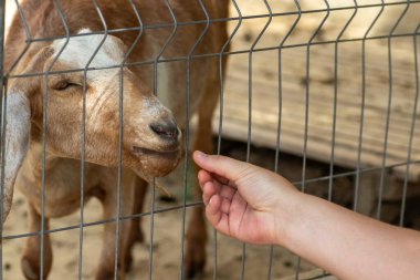Ağın içinden kırmızı keçi, hayvanat bahçesinde havuçla besleniyor.