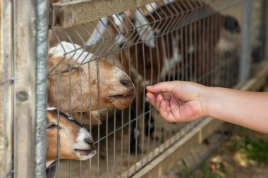 Ağın içinden kırmızı keçi, hayvanat bahçesinde havuçla besleniyor.