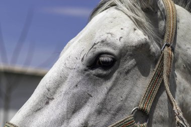 Beyaz bir atın yanında, mavi gökyüzüne karşı beyaz bir at.
