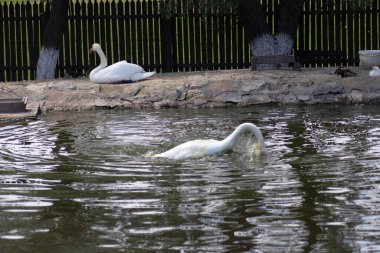 Beyaz kuğular doğada küçük bir gölde yüzerler.