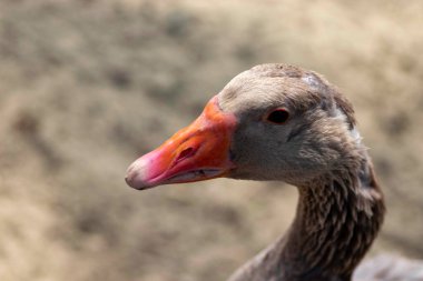 Kırmızı gagalı bir ördeğin portresi
