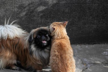 Kırmızı köpek gün boyunca dışarıda kırmızı bir kediyle oynuyor.