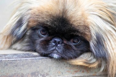 Tüylü şirin köpek, kırmızı Pekin kedisi çok tatlı bir hayvan.
