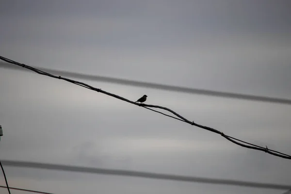 Black Silhouette Bird Gray Sky Bird Sits Wires Gloomy City — Foto de Stock