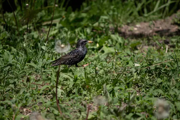 Little Spotted Rook Walking Green Lawn —  Fotos de Stock