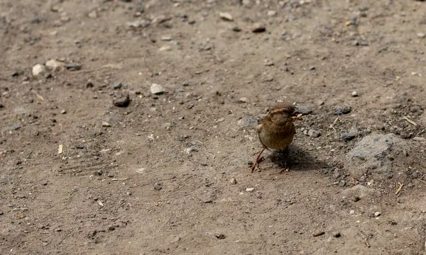 Small Sparrow Walks Ground Search Food — Fotografia de Stock