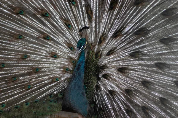 Beautiful Colored Peacock Posing Close Portrait — Stok fotoğraf