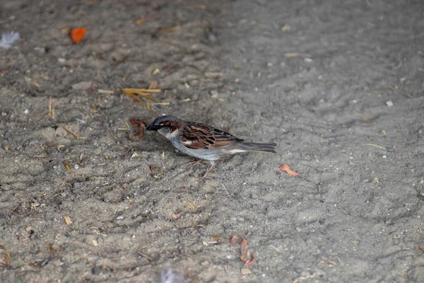 Small Sparrow Walks Ground Looks Something Eat — Fotografia de Stock