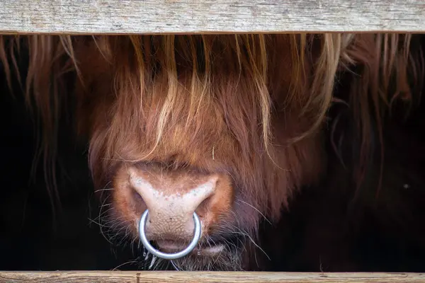 A cattle cow on a high mountain pasture is a very huge and hairy animal with long horns