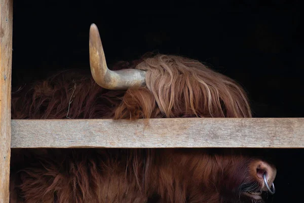 Cattle Cow High Mountain Pasture Very Huge Hairy Animal Long — Fotografia de Stock