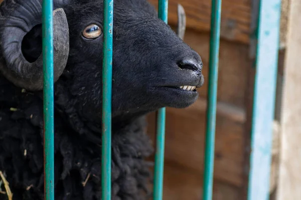 Black Goat Bars Aviary Zoo — Stockfoto