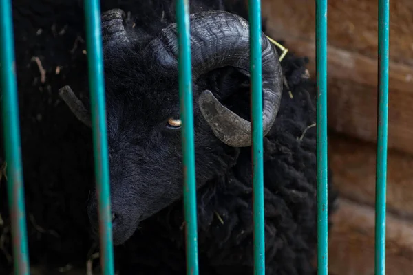 Black Goat Bars Aviary Zoo — Fotografia de Stock
