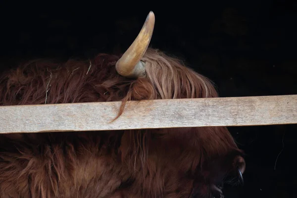 Cattle Cow High Mountain Pasture Very Huge Hairy Animal Long — Fotografia de Stock