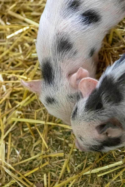 Two Pink Pigs Black Spots Pen Hay What Eat — Stockfoto