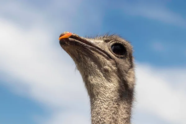 Ostrich Head Close Ostrich Blue Sky — Stock Photo, Image