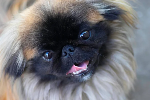 Fluffy Cute Dog Red Pekingese Very Cute Stock — Fotografia de Stock