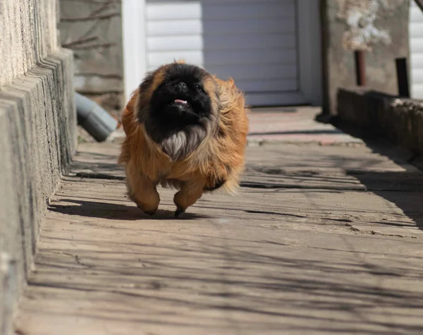 Fluffy Cute Dog Red Pekingese Very Cute Stock — Photo