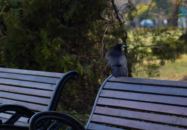 Raven Siede Nel Parco Una Panchina — Foto Stock