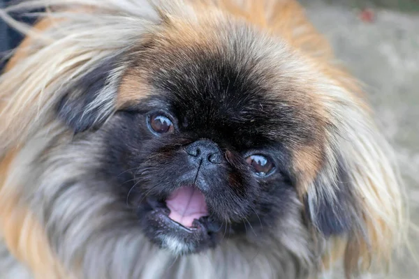 Fluffy Cute Dog Red Pekingese Very Cute Stock — Stok fotoğraf