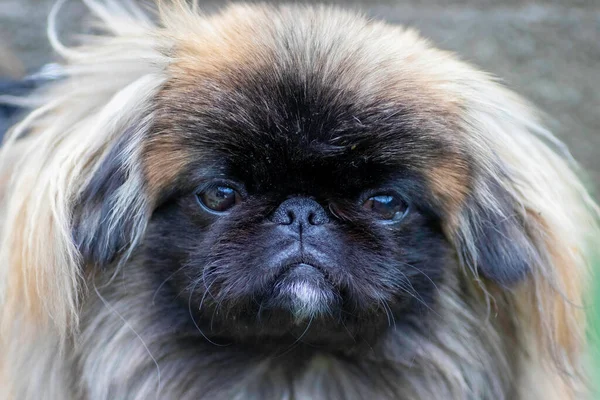 fluffy cute dog, red Pekingese is very cute stock