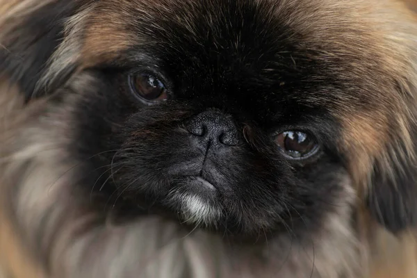 Fluffy Cute Dog Red Pekingese Very Cute Stock — Fotografia de Stock