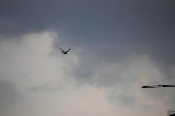 Free Bird Cloudy Blue Sky Bird Flight Sky — Foto de Stock