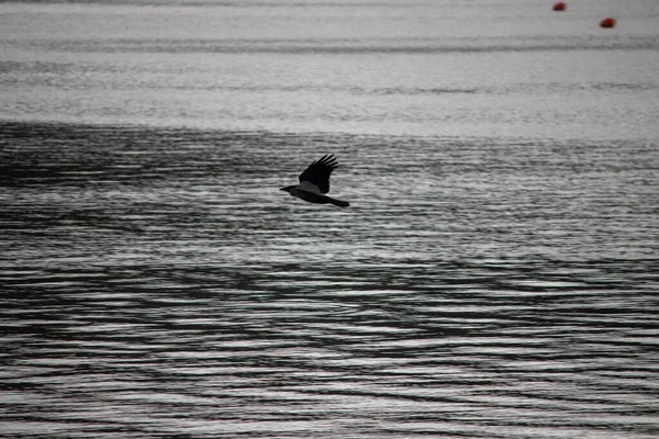 Птах Літає Над Водою Озері Пташиний Політ — стокове фото