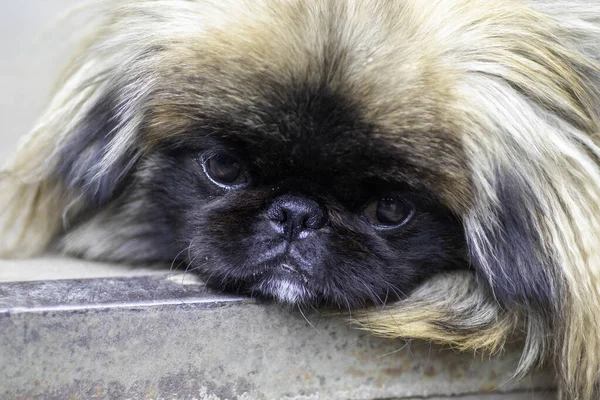 Lindo Perro Mullido Rojo Pekinés Muy Lindo Stock —  Fotos de Stock