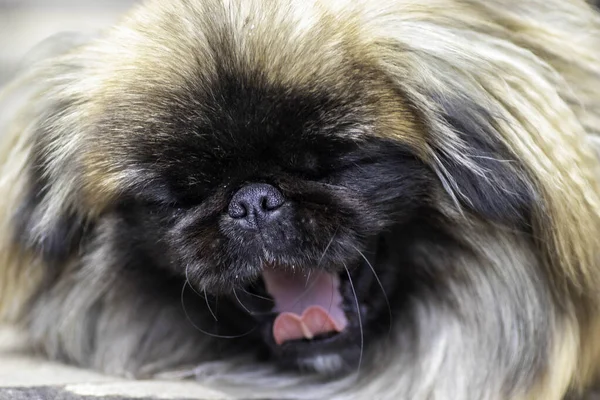 Fluffy Cute Dog Red Pekingese Very Cute Stock — Fotografia de Stock