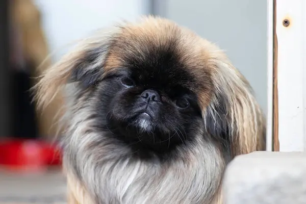 Fluffy Cute Dog Red Pekingese Very Cute Stock — Zdjęcie stockowe