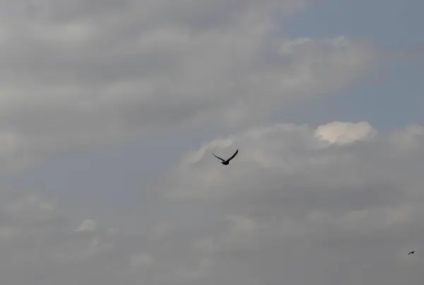 Free Bird Cloudy Blue Sky Bird Flight Sky — Stockfoto