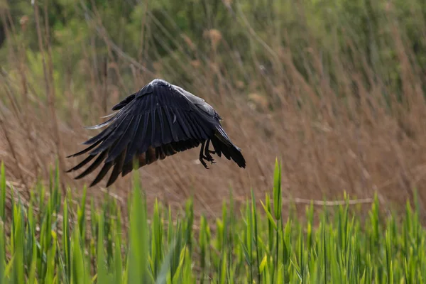 一只阴暗的小鸟在芦苇上空盘旋 一只展翅飞翔的乌鸦 — 图库照片